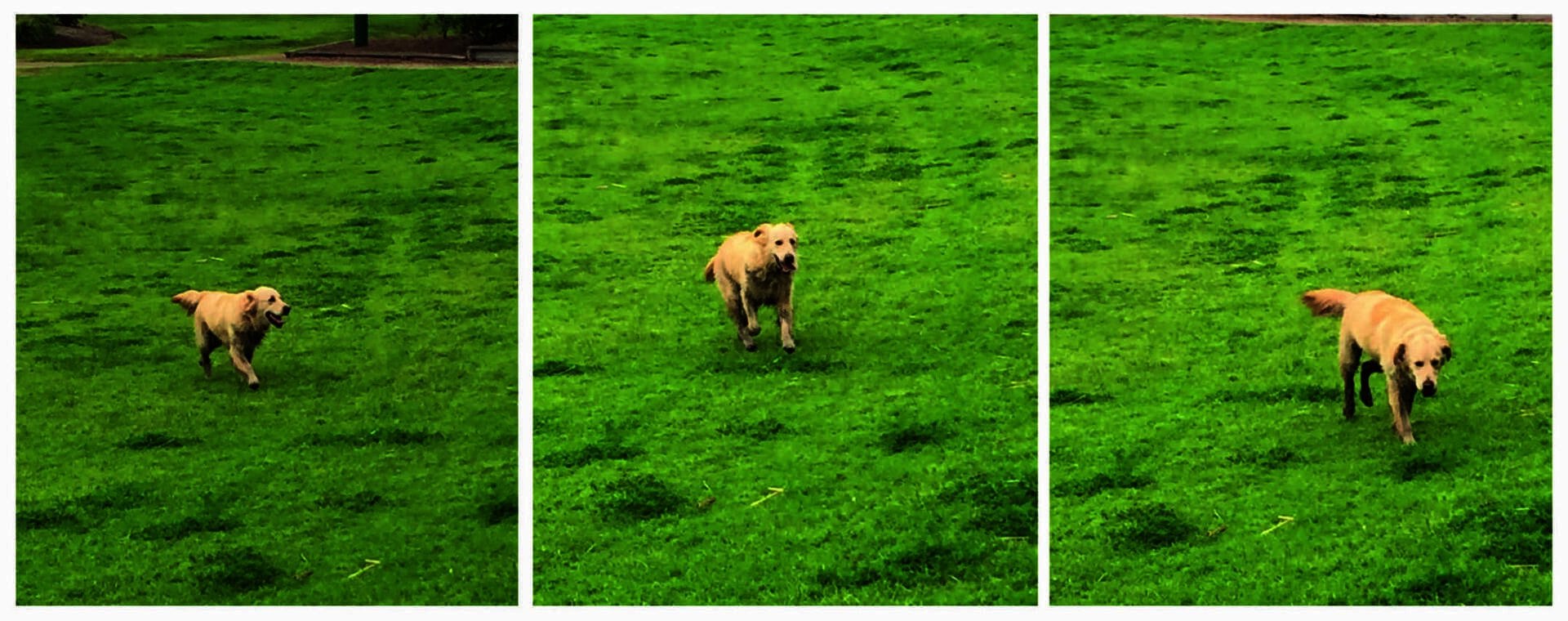 A three-panel image captures a light brown dog joyfully running across a grassy field in the solar-lit dog park, showcasing its carefree spirit and the serene ambiance of the vibrant, sun-kissed setting.