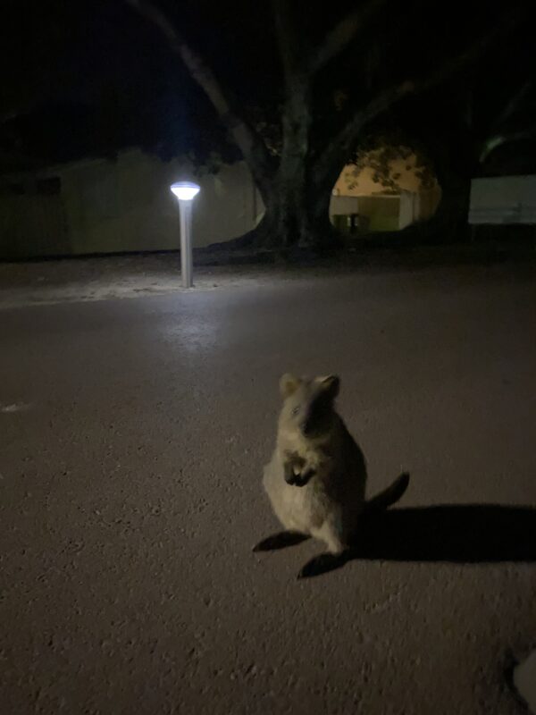 A quokka stands on a dimly lit road at night, with a streetlamp and trees in the background.